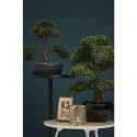 Emerald Sztuczny mini fikus bonsai, zielony, 47 cm, 420006